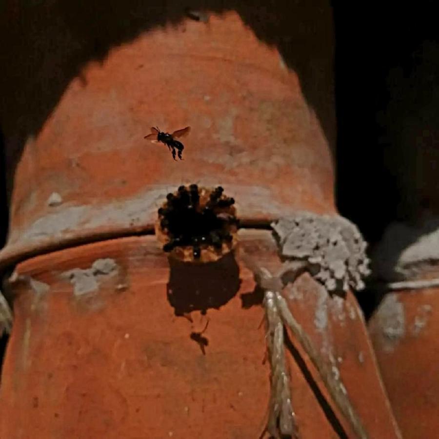 Meson Yohualichan Cuetzalán del Progreso Εξωτερικό φωτογραφία